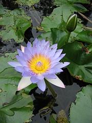 Cairns34 Centenary Lakes